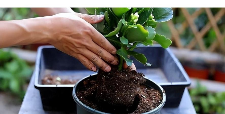 家庭养花用生根粉