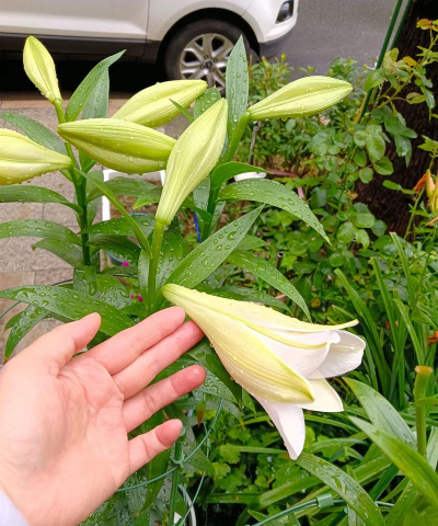 家庭养花用生根粉