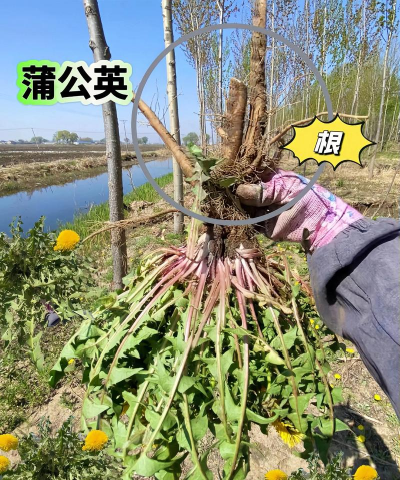 蒲公英怎么养殖