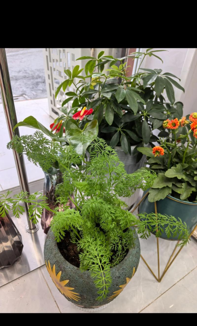 家庭养花用生根粉