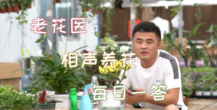 家庭养花用生根粉