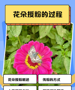 大花粉怎么养花