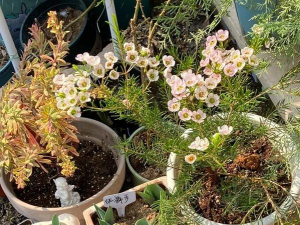 家庭养花用生根粉