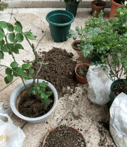 家庭养花用生根粉