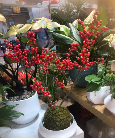 家庭养花用生根粉