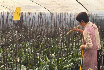 家庭养花用生根粉