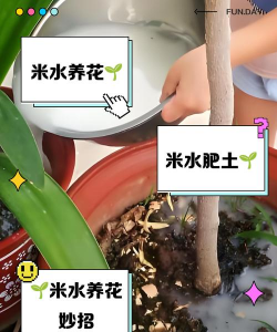 家庭养花用生根粉