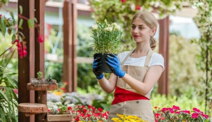 家庭养花用生根粉