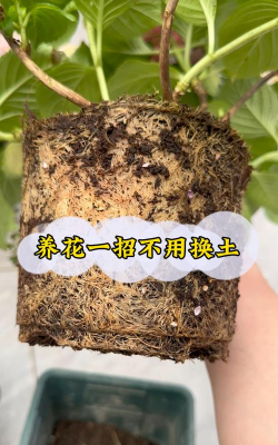 家庭养花用生根粉