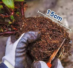 家庭养花用生根粉