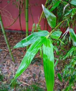 竹子树叶什么形状