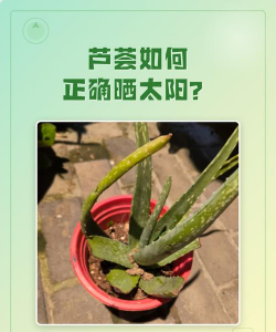芦荟怎么晾晒