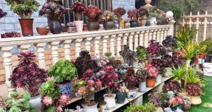 家庭养花用生根粉