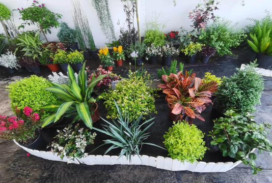 家庭养花用生根粉