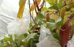 家庭养花用生根粉