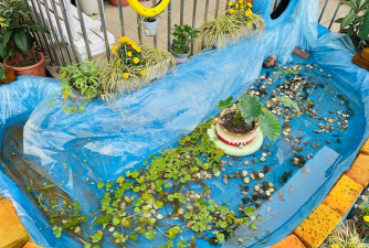 家庭养花用生根粉