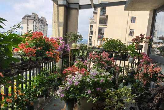 家庭养花用生根粉