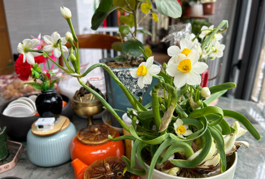 家庭养花用生根粉