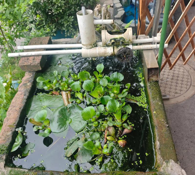 家庭养花用生根粉