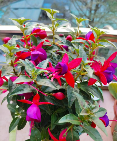 家庭养花用生根粉