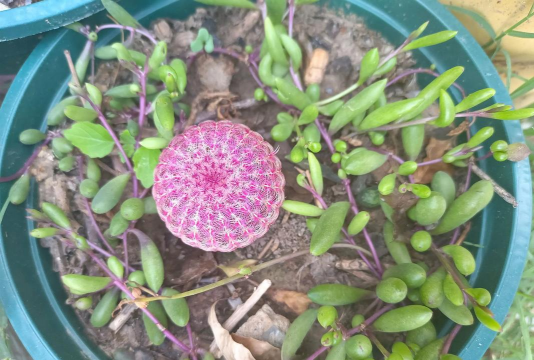 家庭养花用生根粉