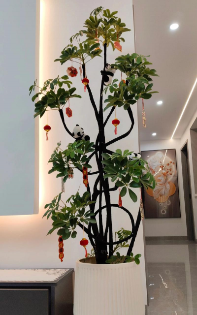 室内养花喜庆点