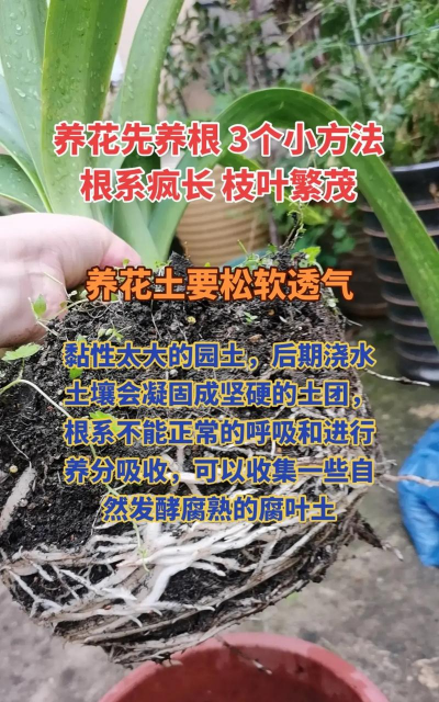 家庭养花用生根粉