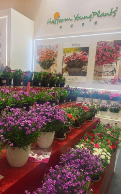 家庭养花用生根粉