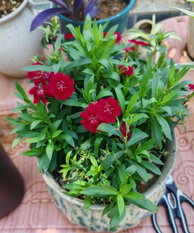 家庭养花用生根粉