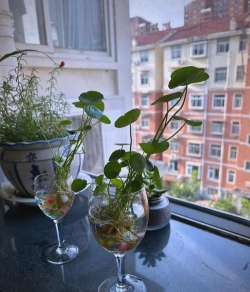 高脚杯可以养花吗