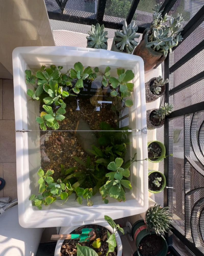 家庭养花用生根粉