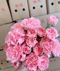 芍药花怎么养，掌握关键要点，花开更鲜艳