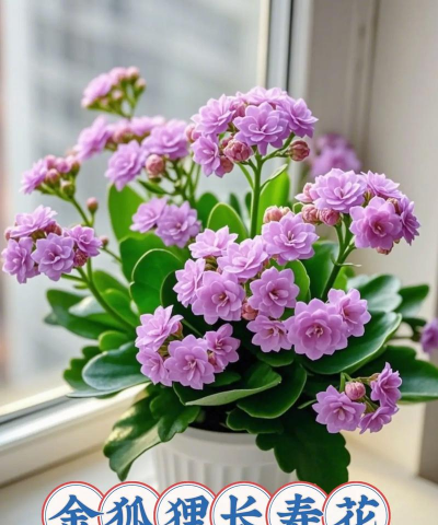 芍药花怎么养，掌握关键要点，花开更鲜艳