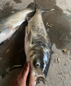 芍药花怎么养，掌握关键要点，花开更鲜艳