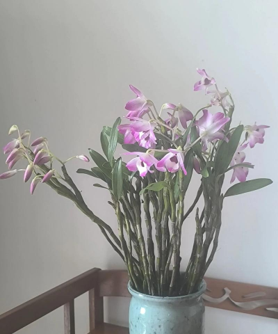 芍药花怎么养，掌握关键要点，花开更鲜艳