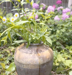 芍药花怎么养，掌握关键要点，花开更鲜艳