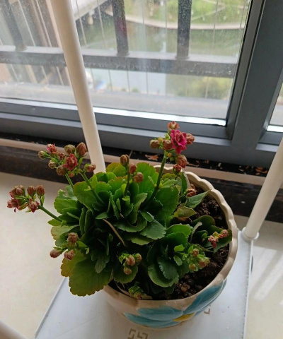 柿树虫病防治，识别常见虫害，掌握有效方法