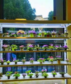 柿树虫病防治，识别常见虫害，掌握有效方法