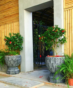 柿树虫病防治，识别常见虫害，掌握有效方法