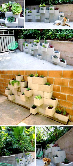 柿树虫病防治，识别常见虫害，掌握有效方法