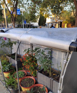 玫瑰花怎么养才不会枯萎，掌握浇水施肥技巧，轻松延长花期