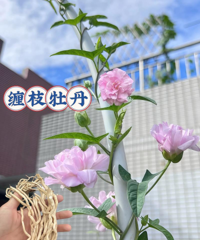 家庭养花用生根粉