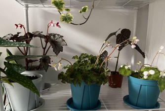 家庭养花用生根粉