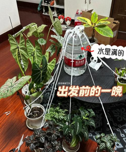 家庭养花用生根粉