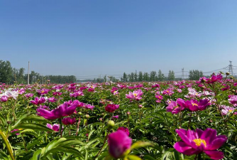 丰县养花好去处