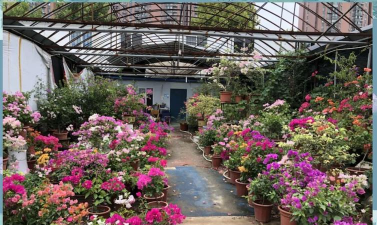 家庭养花用生根粉