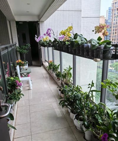 家庭养花用生根粉