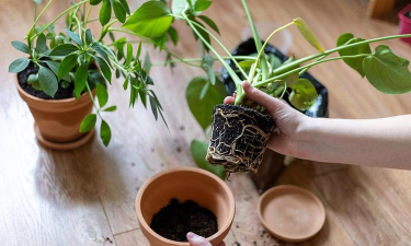 家庭养花用生根粉