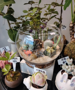 家庭养花用生根粉