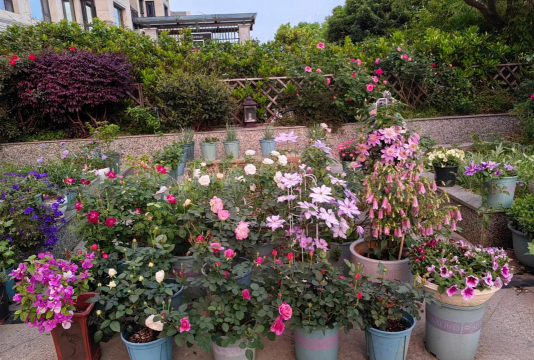 家庭养花用生根粉